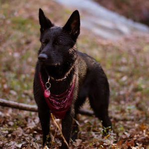 Meet your Posher, E. r.